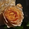 Rosa 'Golden celebration'